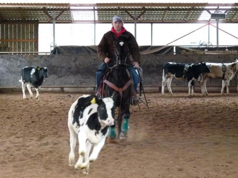 Training Cattle Penning